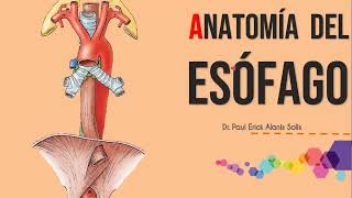 Anatomía del esófago [upl. by Elurd]