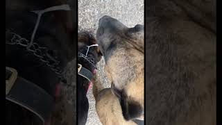 Presa so slobbering 🤤 presacanario dog viral trending love shortsfeed shorts foryou fypシ [upl. by Aerdnaxela]