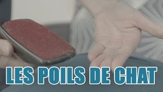 Comment éviter linvasion des poils de chat chez soi [upl. by Elyad524]