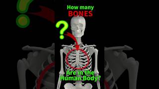 How many BONES Are in the Human Body [upl. by Valentino787]