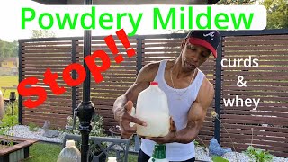 Stop powdery mildew with WHEY garden gardening [upl. by Wendie976]