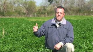 Crimson Clover Cover Crop [upl. by Assenna334]