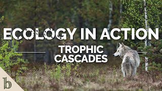 Trophic Cascades  Ecology In Action [upl. by Tati]