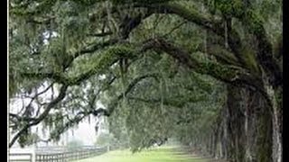 Wadmalaw Island Flyover Take a Tour Charleston SC [upl. by Nogaem]