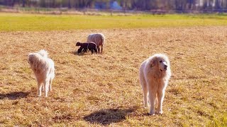 Adorable Great Pyrenees Puppies  Playful and Loving [upl. by Eilliw]