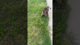 Brindle English Bulldog  French Bulldog Morning Run he’s Not In The Mood 🐾🐶 part 1 shorts [upl. by Nod]