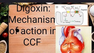 Digoxin Mechanism of action Digitalis Pharmacology Digoxin PharmcologyDigitoxin pharmacolog [upl. by Winshell]