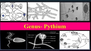 Pythium Important characteristics Reproduction Life cycle Diseases [upl. by Eey]