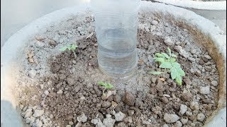 plastic bottle Easy watering system for plants [upl. by Hengel593]