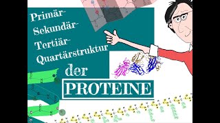 Die Primär Sekundär Tertiär Quartärstruktur der Proteine [upl. by Nahij80]