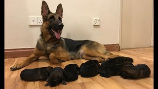 German shepherd Giving birth to 9 puppies  First Litter [upl. by Clifton]