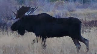 Giant Shiras Bull Moose in Northern Utah 2023 [upl. by Demitria]