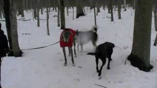 Comportementaliste canin Signaux dapaisement chez le chien [upl. by Dnalra875]