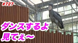 ちょっとだけダンスするよ💖dancing★掛川花鳥園★ハシビロコウふたば★No727★shoebill Futaba [upl. by Ynohtnacram]