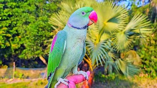 Alexandrine Parrot Chirping Sounds [upl. by Noffets845]