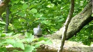 Catbird Courtship Dance [upl. by Ueihtam]