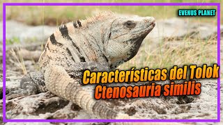 Características de la Iguana Rayada  Tolok  Ctenosaura similis [upl. by Knut]