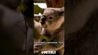 THE LAZIEST ANIMAL ON EARTH  KOALA animals chameleon facts wildlife nature mammals [upl. by Gardener271]