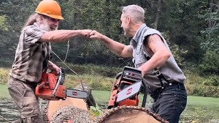 Chainsaws unite East Coast West Coast felling Hardwood [upl. by June431]