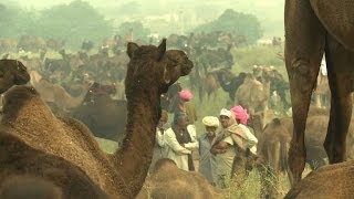 Foire en Inde des milliers de chameaux et éleveurs réunis 2 [upl. by Mylander]