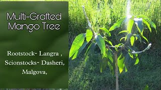 MultiVariety Grafted Mango Tree Result 17 Days After Grafting Grafted Dasheri amp Malgova [upl. by Jacquetta]