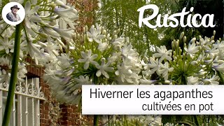 Hiverner les agapanthes cultivées en pleine terre [upl. by Tzong]