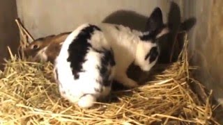 Comment les lapins font des câlins [upl. by Annaeirb]