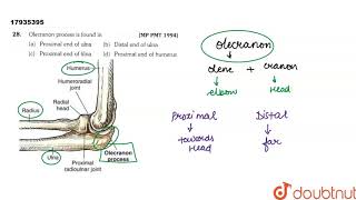 Olecranon process is found in [upl. by Manus365]