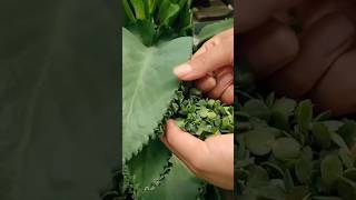 shorts ll Diy Plant Mother Of Thousands motivation gardening viral short 🌿 [upl. by Aryt386]