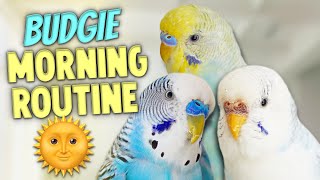 Morning Routine with My 3 Budgies 🌞 [upl. by Deirdra]