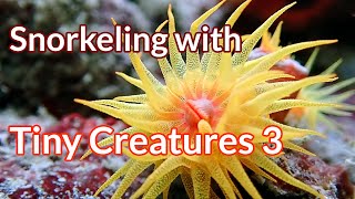 Hard corals Snorkeling with Tiny Creatures Ep3 [upl. by Aynor]