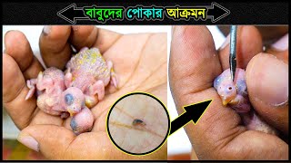 বাজরিগার পাখির বাচ্চার শরীরে পোকার বাসা 🔥 Jactok পাখি ভাইয়া [upl. by Anayt]