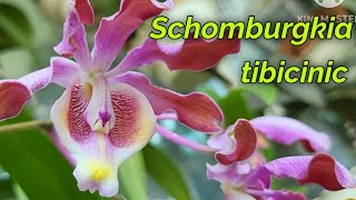 Schomburgkia tibicinis очередное домашнее цветение [upl. by Gearard620]