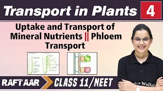 Transport in Plants 04  Uptake and Transport of Mineral Nutrients  Phloem Transport  Class11 [upl. by Theall]