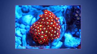 Colorful Taiwan Zoanthid Polyps [upl. by Suzan110]