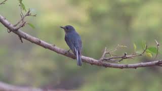 Tickells Blue Flycatcher [upl. by Alilak403]