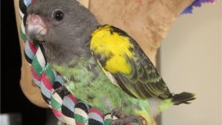 Trisket Meyers Parrot 6 weeks old [upl. by Yelkcub]