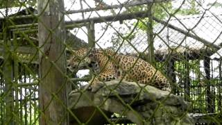 Jaguars roar The roar of a Jaguar in Suriname [upl. by Williamson251]