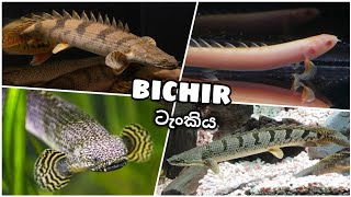 BICHIR Tank Setup   බයිශර් මාළු ටැංකිය [upl. by Adnirual]