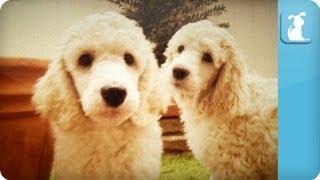 Poodle Puppies  Puppy Love [upl. by Shlomo]