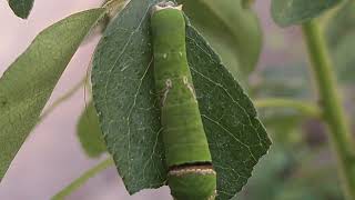 Beautiful Caterpillar selyan1980 [upl. by Niras]