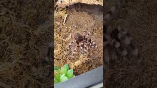 A geniculataspider tarantula nature animals shorts [upl. by Vinay]