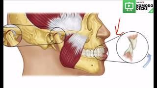 Temporomandibular Joint Clinical Considerations [upl. by Neeloc]