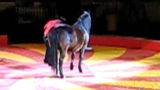 Shrine circus edmonton2 [upl. by Michale967]