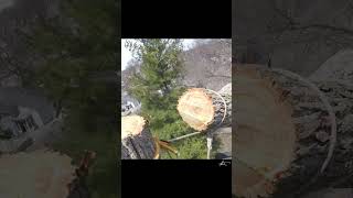 Negative rigging with a Beast Ring arborist rigging treework [upl. by Aicetel]