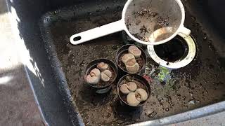 What To Do When You Get A New Lithops Plant Checking Root Health And Removing Soil From Roots [upl. by Faustus]