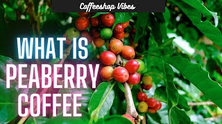 What is Peaberry Coffee  How Does it Taste [upl. by Eupheemia]