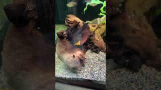 Guarding Huge Pleco Eggs shorts aquarium fishkeeping [upl. by Neelloc315]