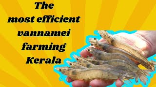 BEST VANNAMEI FARMING PRACTICE IN KERALA [upl. by Alesig]