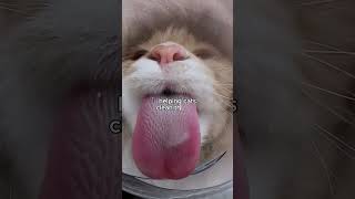 This is a Scary Tongue The Secret of a Cat’s Tongue [upl. by Maltzman619]